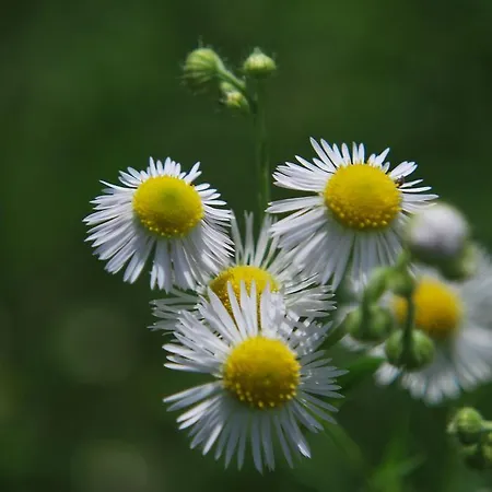 Geranium Gift-particulair * سايلون