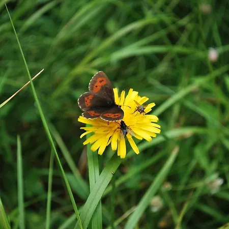 Geranium Gift-particulair * سايلون