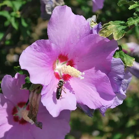 Geranium Gift-particulair شقة