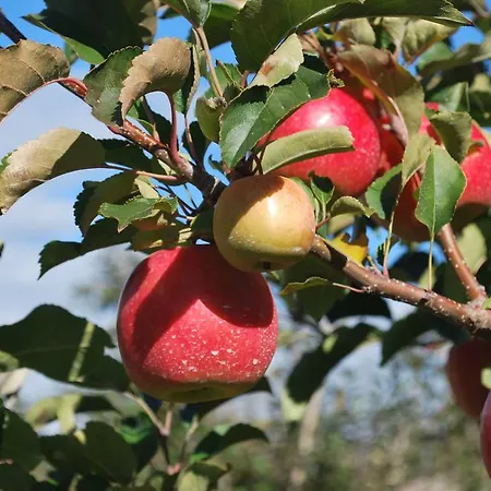 Geranium Gift-particulair * سايلون