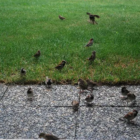 Διαμέρισμα Geranium Gift-particulair Saillon