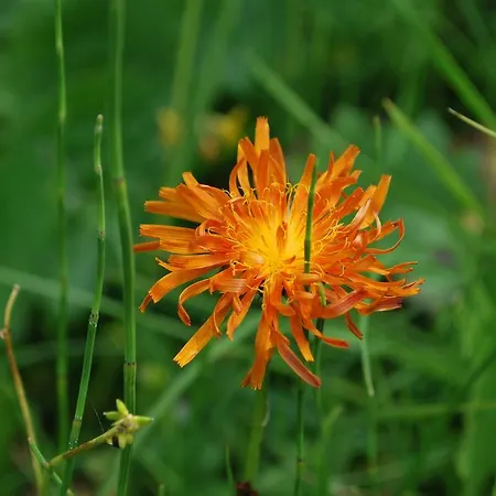 Geranium Gift-particulair
