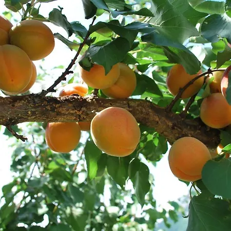 Διαμέρισμα Geranium Gift-particulair *