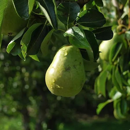 Διαμέρισμα Geranium Gift-particulair