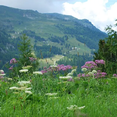 Geranium Gift-particulair * Saillon