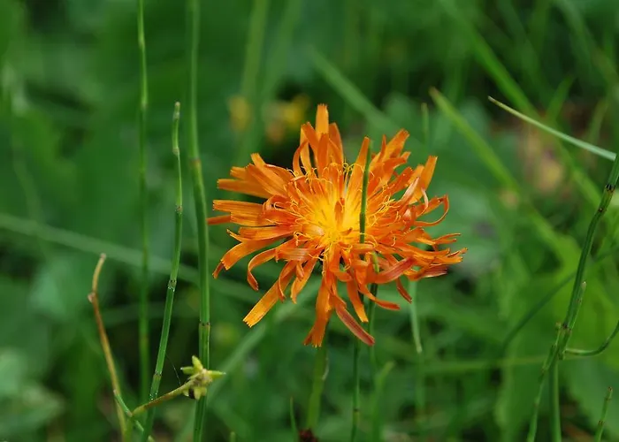 Geranium Gift-particulair