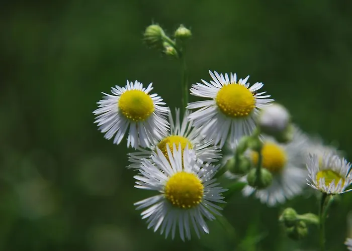Geranium Gift-particulair * Saillon