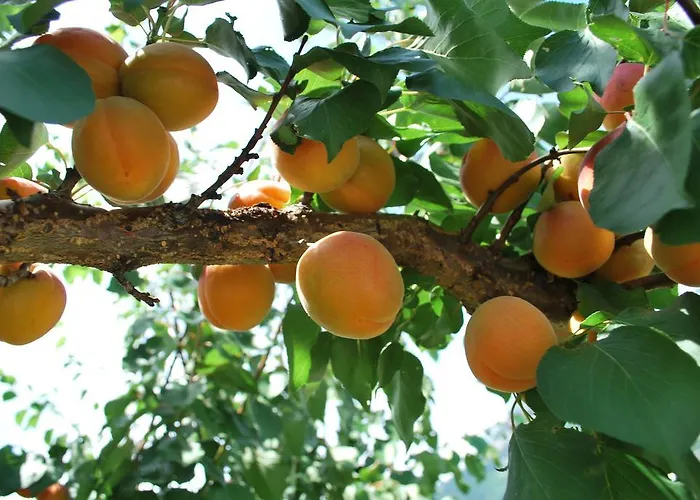 Appartamento Geranium Gift-particulair *