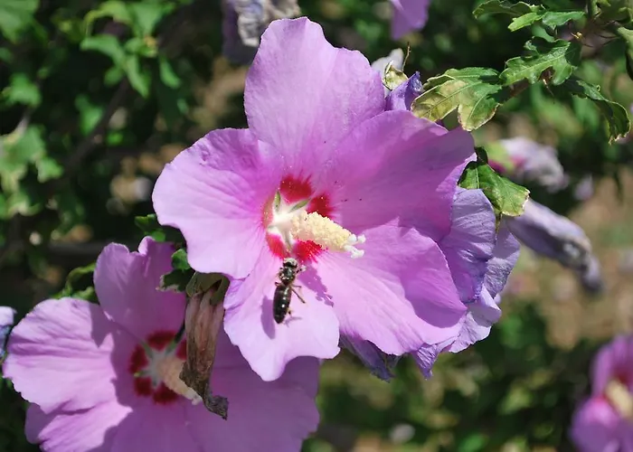 Geranium Gift-particulair Appartamento