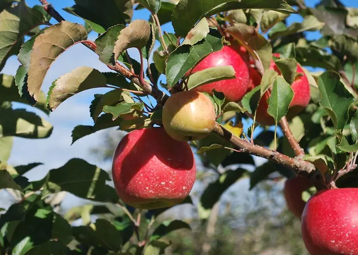 Geranium Gift-particulair * Saillon