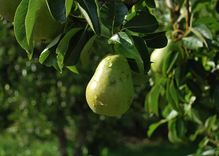 Appartamento Geranium Gift-particulair